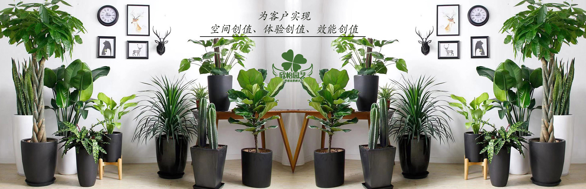 綠植租賃公司